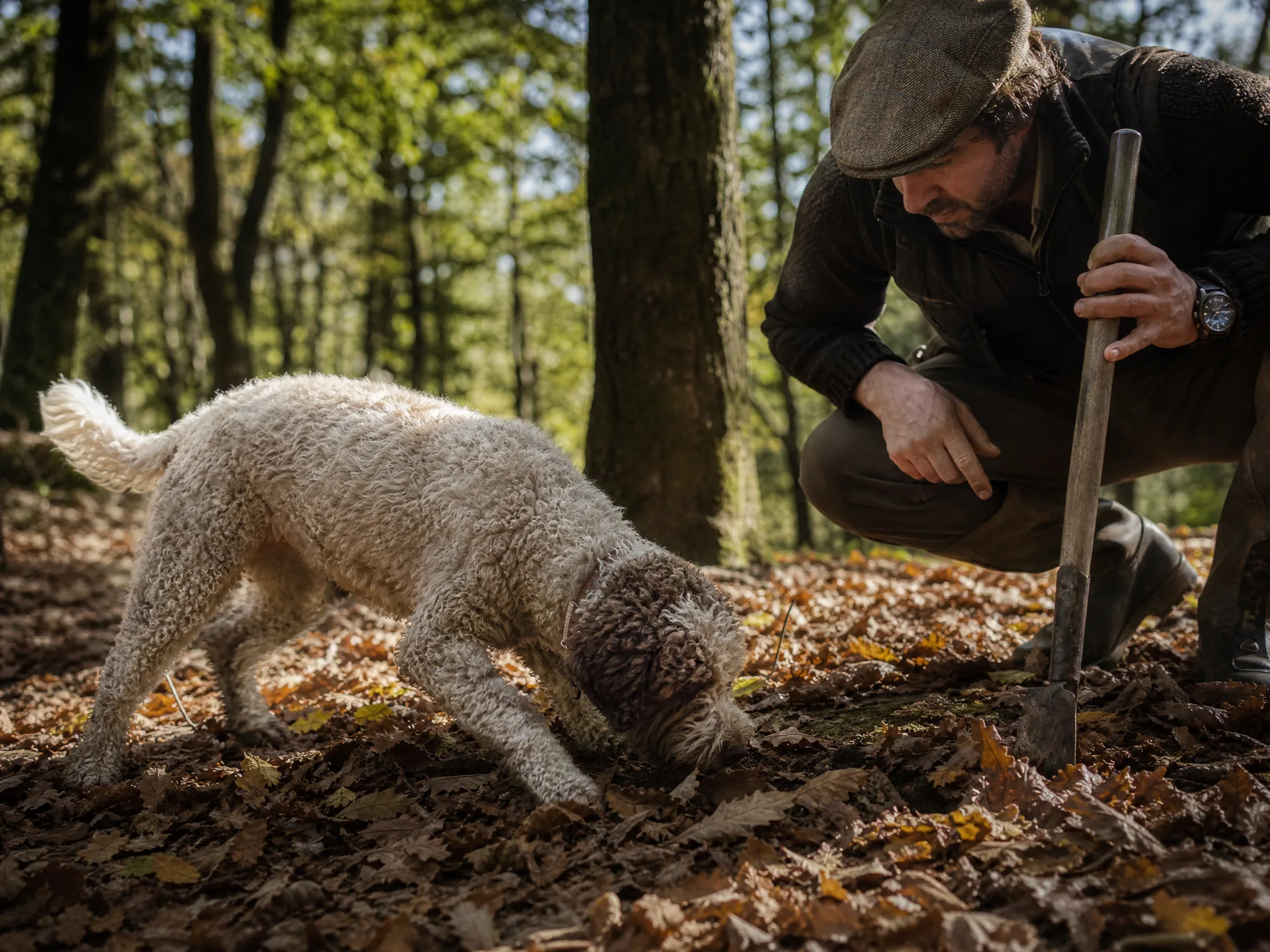 Труфели в Тоскане — осенняя truffle hunt в Сан-Миньято с собакой и gourmet countryside mood