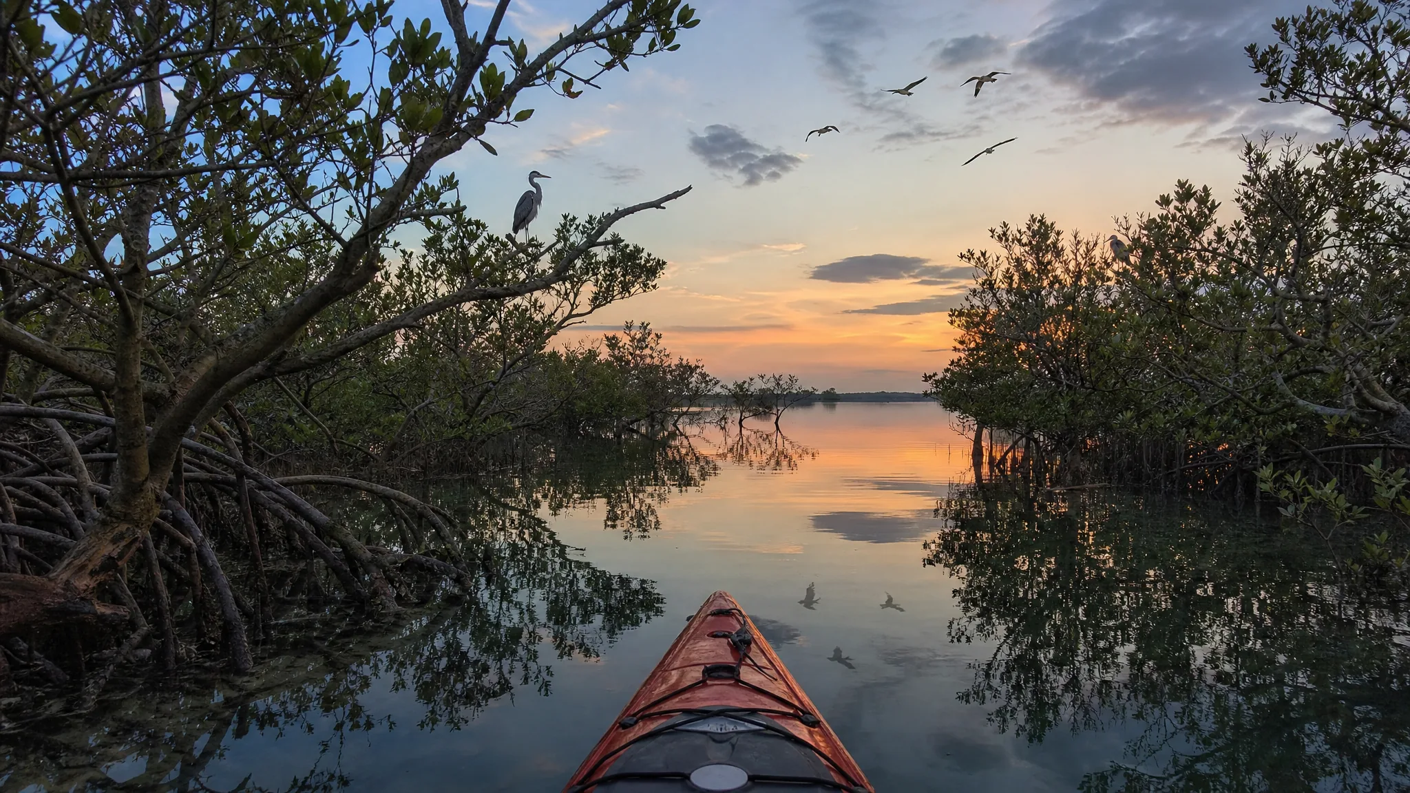 Kayak в мангровых лесах — спокойные мангры Красного моря у Янбу в twilight light
